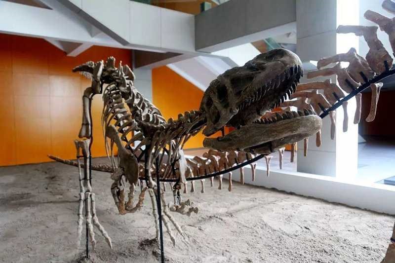 Dinosaur Skeleton / Fossil Model 03 by Alive Dinosaur for dinosaur skeletons / fossils projects detail view