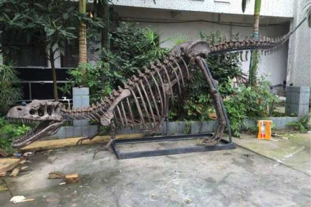 Dinosaur Skeleton / Fossil Model 05 by Alive Dinosaur for dinosaur skeletons / fossils projects detail view