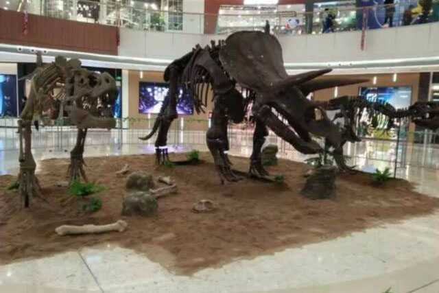 Dinosaur Skeleton / Fossil Model 05 by Alive Dinosaur for dinosaur skeletons / fossils projects