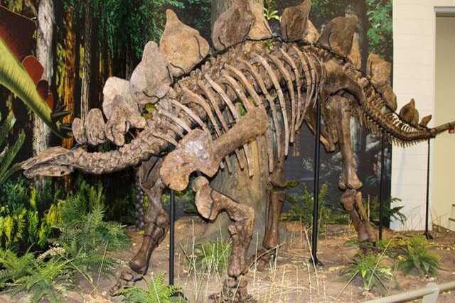 Dinosaur Skeleton / Fossil Model 06 by Alive Dinosaur for dinosaur skeletons / fossils projects detail view