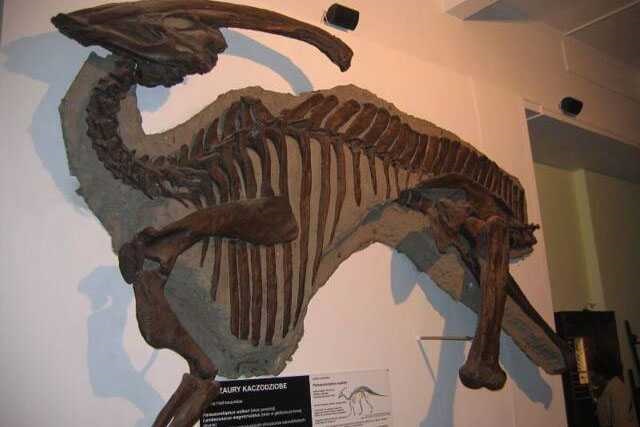 Dinosaur Skeleton / Fossil Model 07 by Alive Dinosaur for dinosaur skeletons / fossils projects detail view