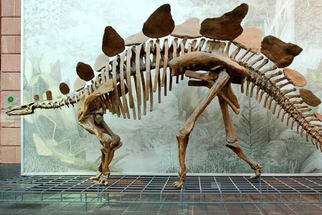 Dinosaur Skeleton / Fossil Model 07 by Alive Dinosaur for dinosaur skeletons / fossils projects