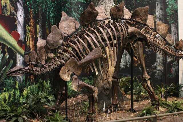 Dinosaur Skeleton / Fossil Model 08 by Alive Dinosaur for dinosaur skeletons / fossils projects