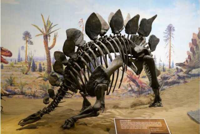 Dinosaur Skeleton / Fossil Model 09 by Alive Dinosaur for dinosaur skeletons / fossils projects detail view