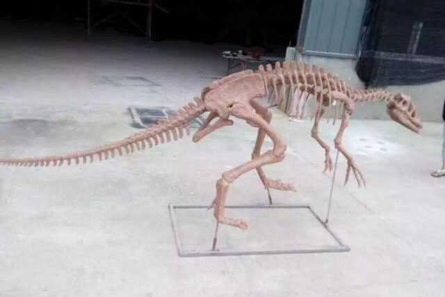 Dinosaur Skeleton / Fossil Model 10 by Alive Dinosaur for dinosaur skeletons / fossils projects detail view
