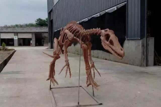 Dinosaur Skeleton / Fossil Model 10 by Alive Dinosaur for dinosaur skeletons / fossils projects