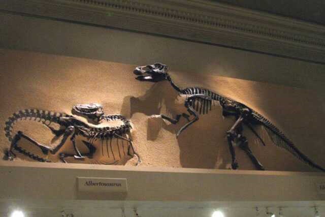 Dinosaur Skeleton / Fossil Model 11 by Alive Dinosaur for dinosaur skeletons / fossils projects detail view