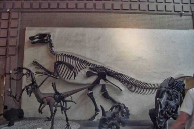 Dinosaur Skeleton / Fossil Model 11 by Alive Dinosaur for dinosaur skeletons / fossils projects detail view