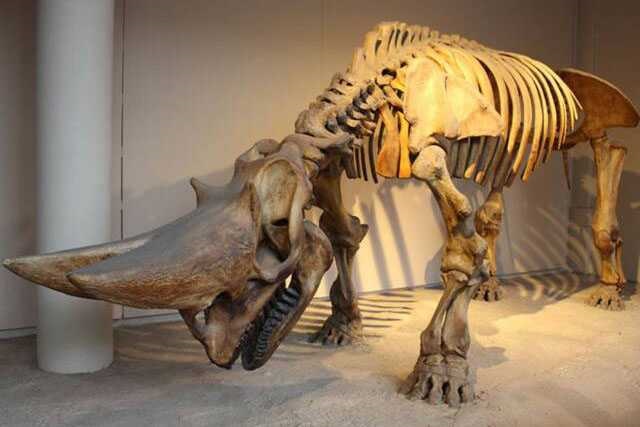 Dinosaur Skeleton / Fossil Model 12 by Alive Dinosaur for dinosaur skeletons / fossils projects