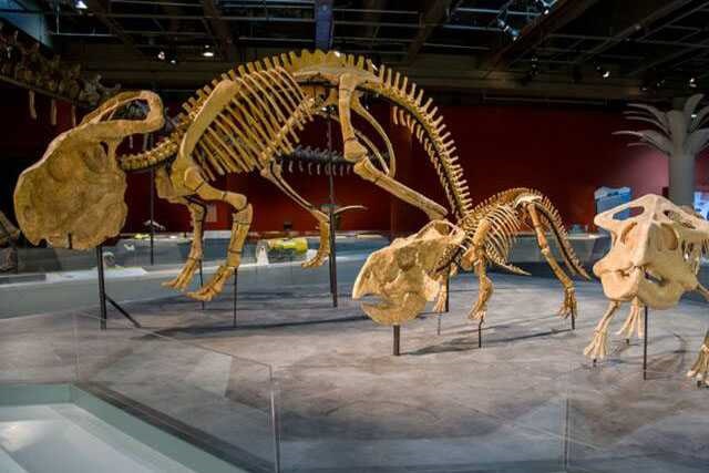 Dinosaur Skeleton / Fossil Model 13 by Alive Dinosaur for dinosaur skeletons / fossils projects detail view