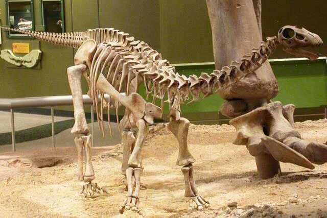 Dinosaur Skeleton / Fossil Model 13 by Alive Dinosaur for dinosaur skeletons / fossils projects detail view